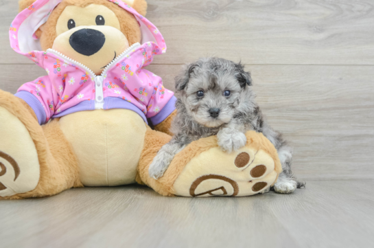 Best Maltipoo Baby