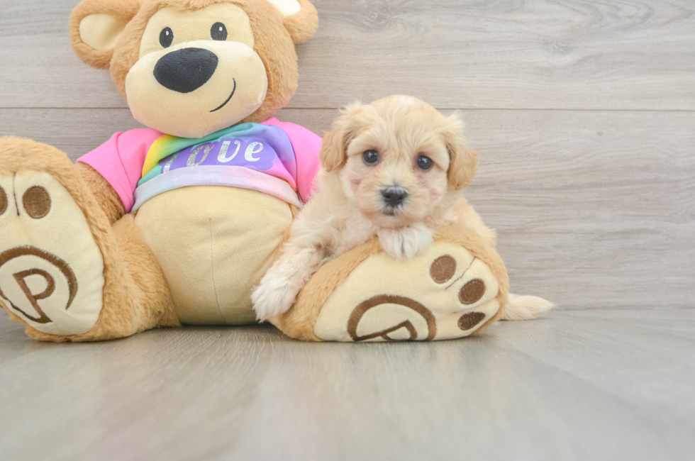 6 week old Maltipoo Puppy For Sale - Premier Pups