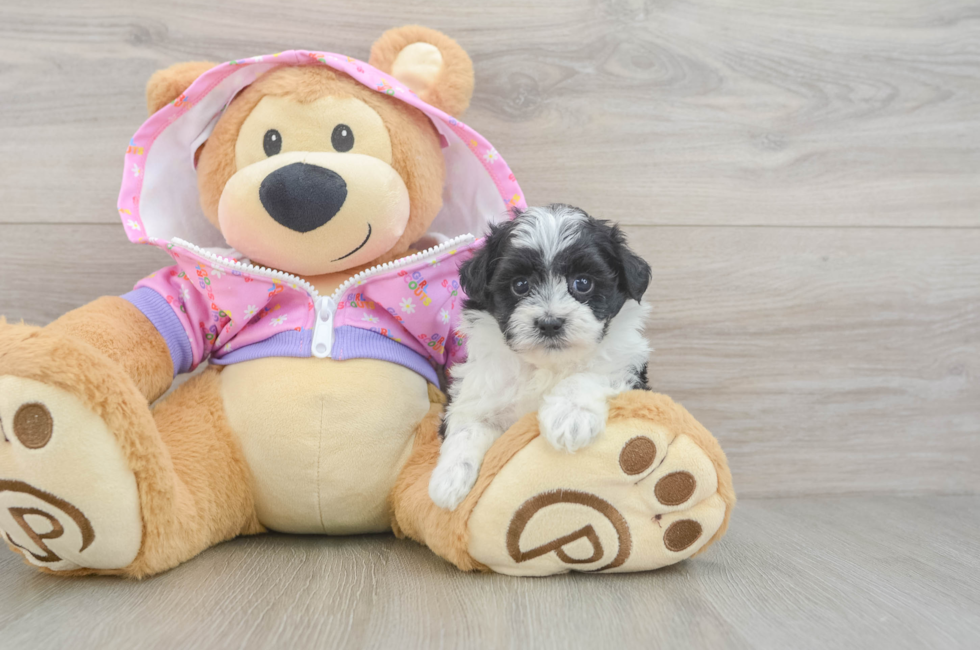 5 week old Maltipoo Puppy For Sale - Premier Pups