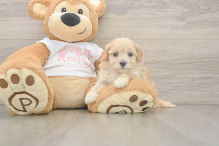 Small Maltipoo Baby
