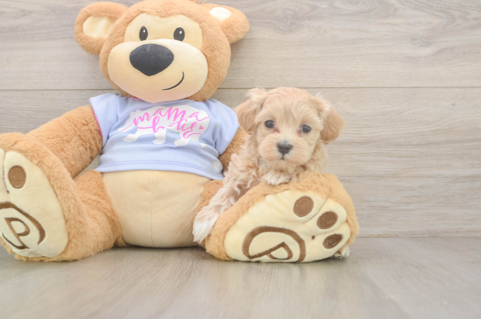 6 week old Maltipoo Puppy For Sale - Premier Pups