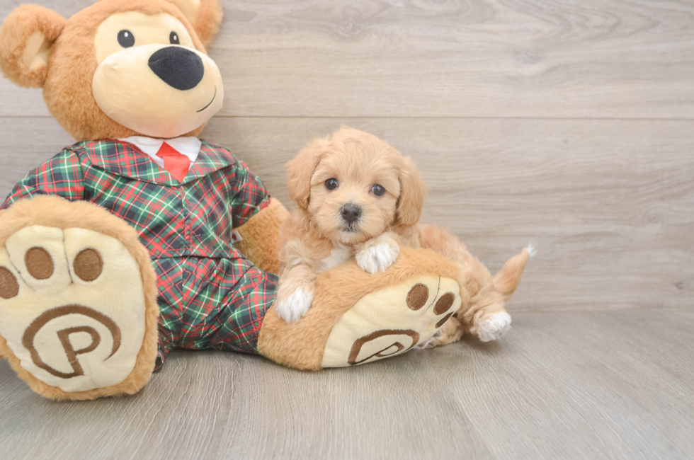 6 week old Maltipoo Puppy For Sale - Premier Pups