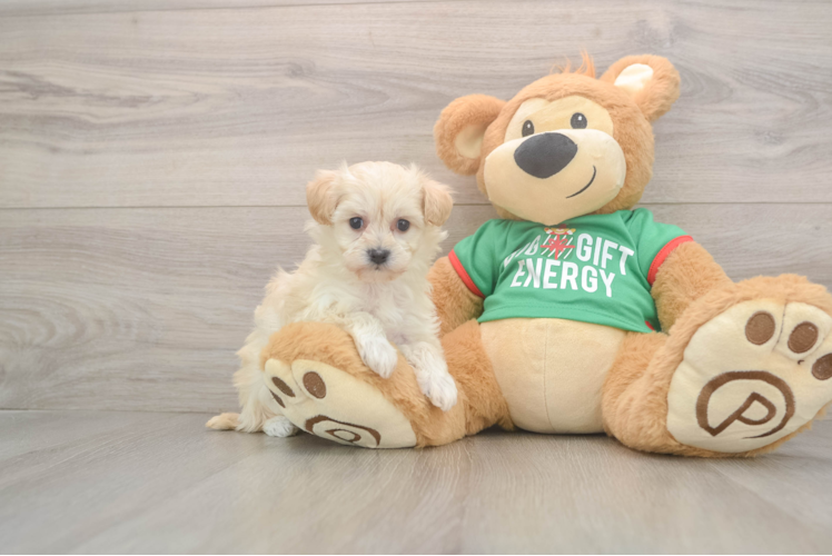 Maltipoo Pup Being Cute