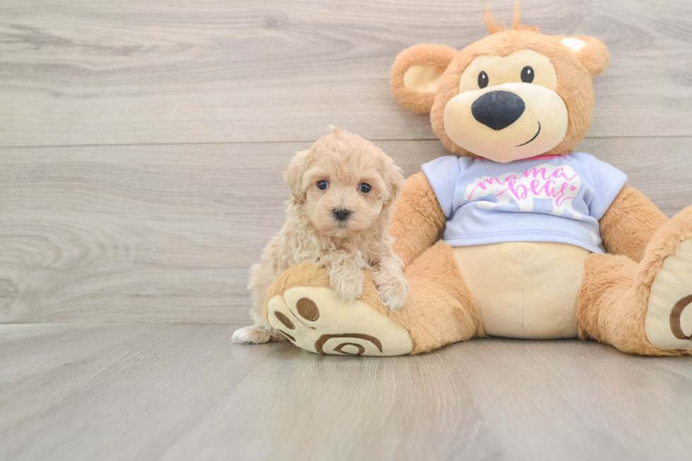 Hypoallergenic Maltidoodle Poodle Mix Puppy