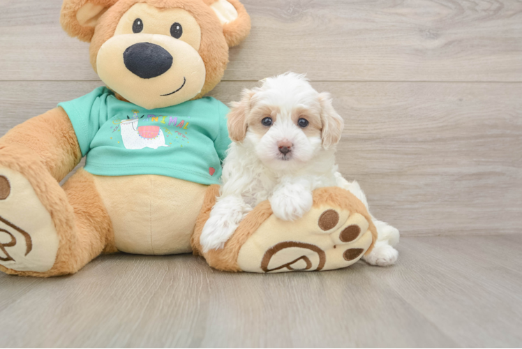 Playful Malt a Poo Poodle Mix Puppy