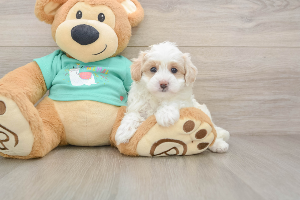 Playful Malt a Poo Poodle Mix Puppy