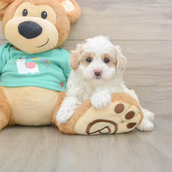 Playful Malt a Poo Poodle Mix Puppy