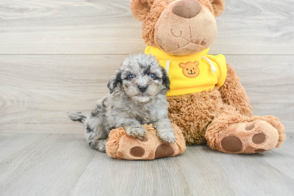 Sweet Maltipoo Baby