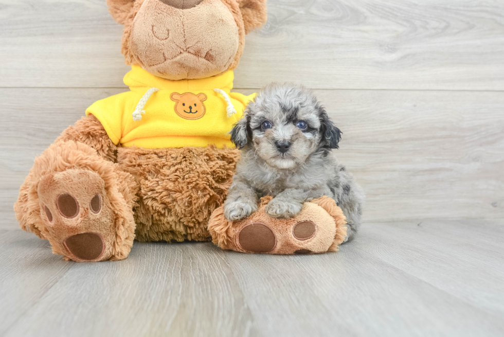 Maltipoo Pup Being Cute