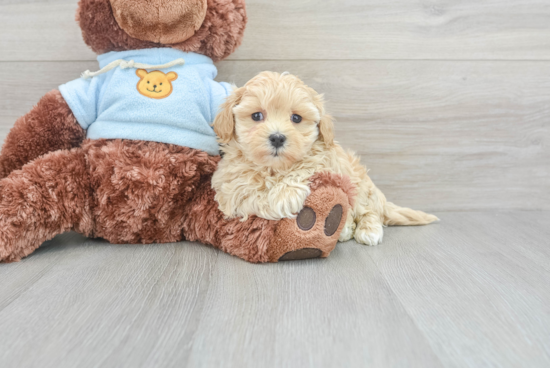 Sweet Maltipoo Baby