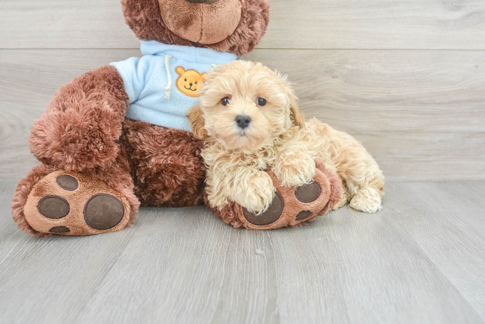 Maltipoo Puppy for Adoption