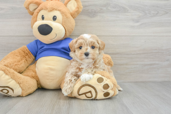 Friendly Maltipoo Baby