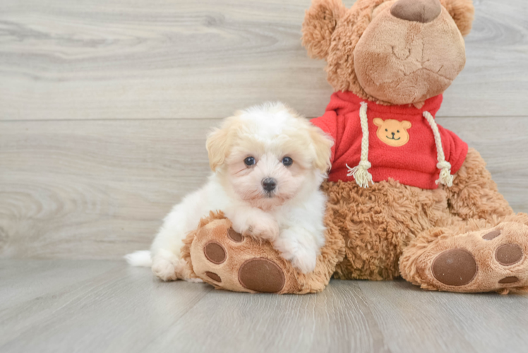 Smart Maltipoo Poodle Mix Pup