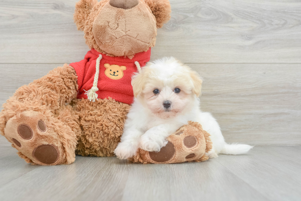 Happy Maltipoo Baby