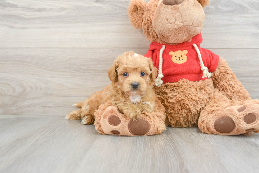 Funny Maltipoo Poodle Mix Pup