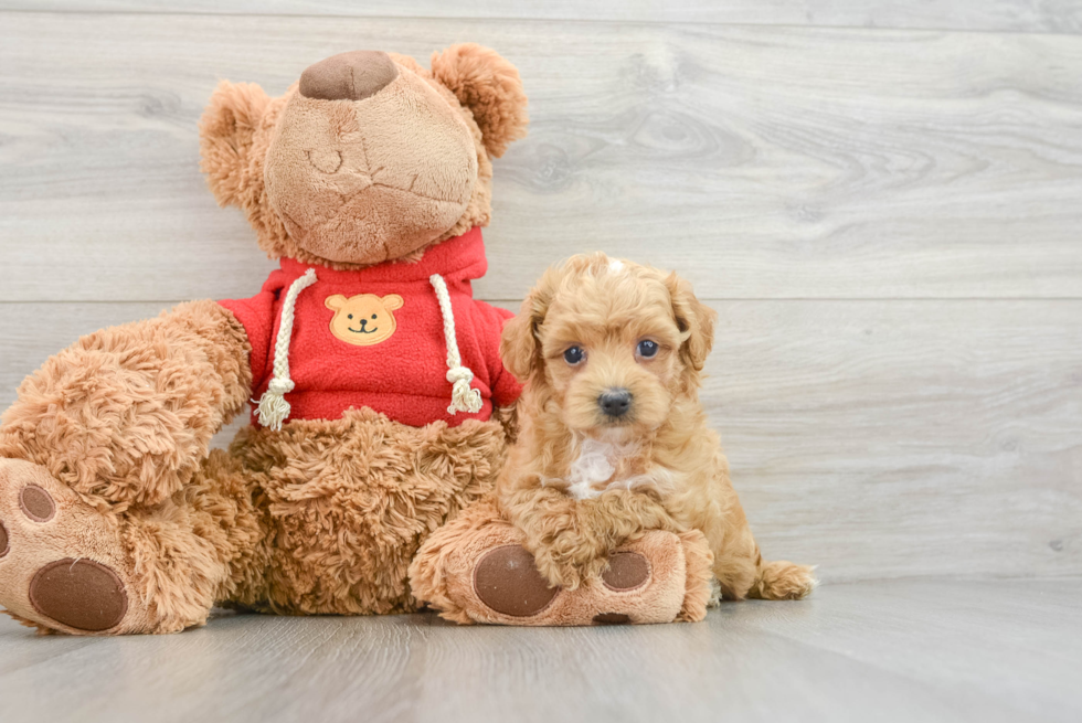 Best Maltipoo Baby