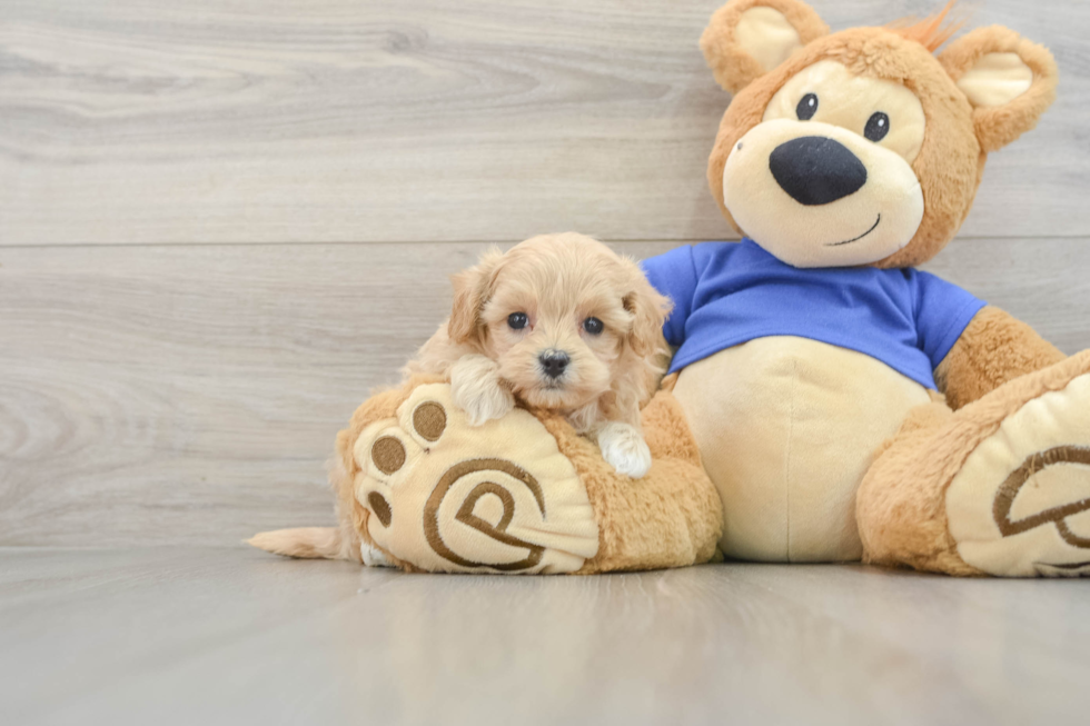 Maltipoo Pup Being Cute