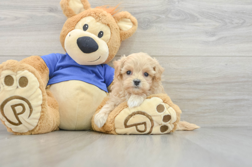 6 week old Maltipoo Puppy For Sale - Premier Pups