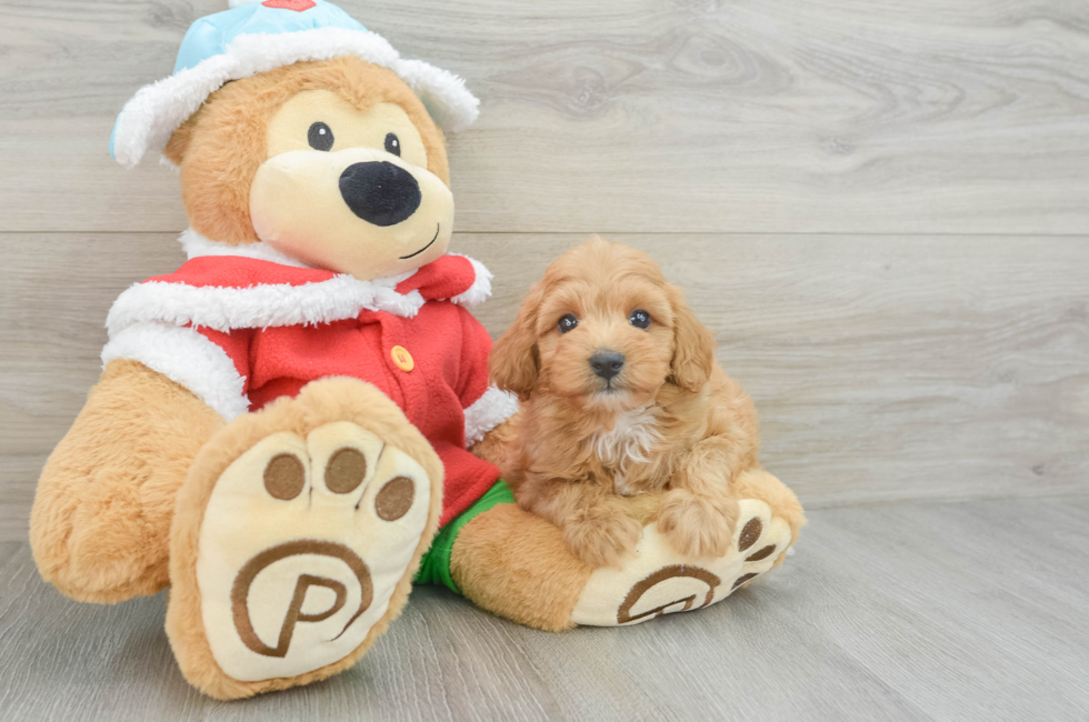 5 week old Maltipoo Puppy For Sale - Premier Pups