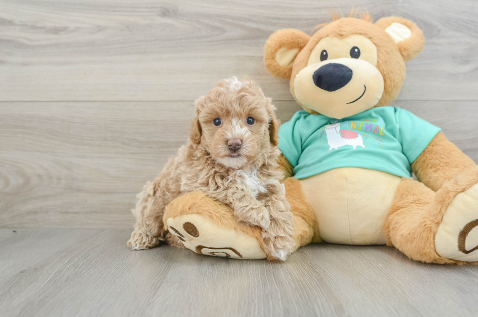 6 week old Maltipoo Puppy For Sale - Premier Pups