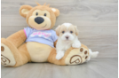 Petite Maltipoo Poodle Mix Pup