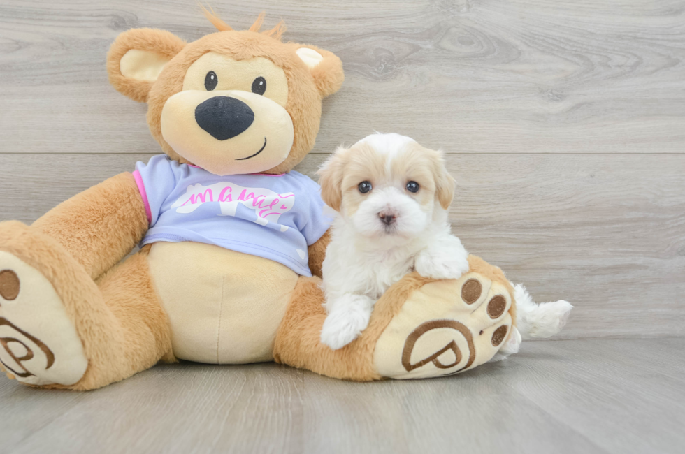 5 week old Maltipoo Puppy For Sale - Premier Pups