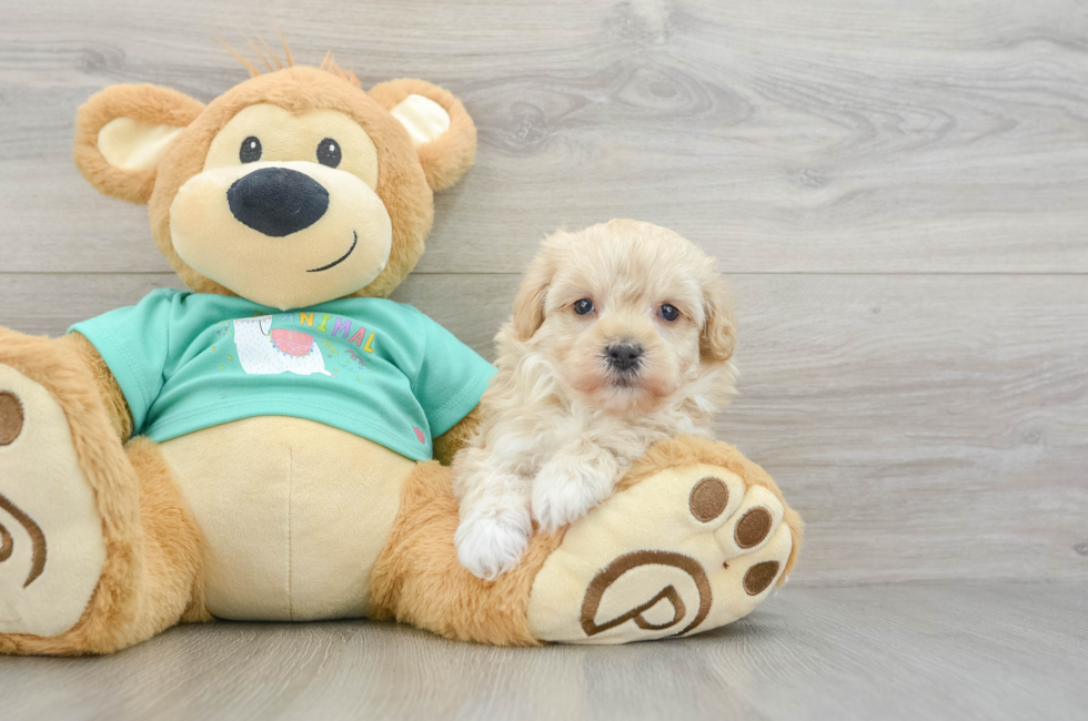 6 week old Maltipoo Puppy For Sale - Premier Pups