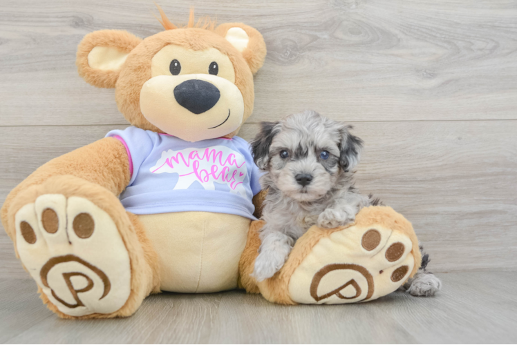 Maltipoo Pup Being Cute