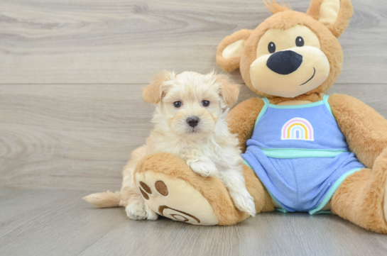 Fluffy Maltipoo Poodle Mix Pup