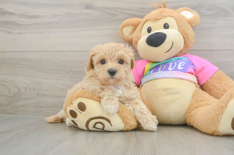 6 week old Maltipoo Puppy For Sale - Premier Pups