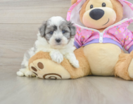 7 week old Maltipoo Puppy For Sale - Premier Pups