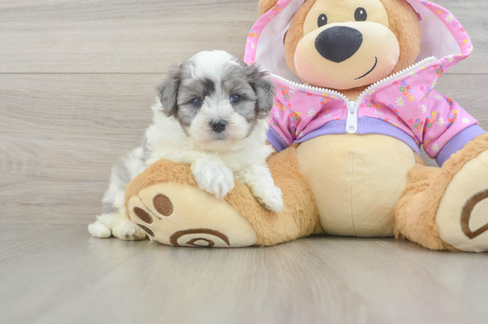5 week old Maltipoo Puppy For Sale - Premier Pups