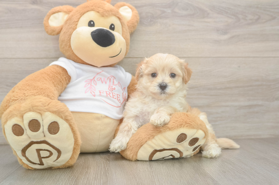 5 week old Maltipoo Puppy For Sale - Premier Pups