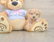 6 week old Maltipoo Puppy For Sale - Premier Pups