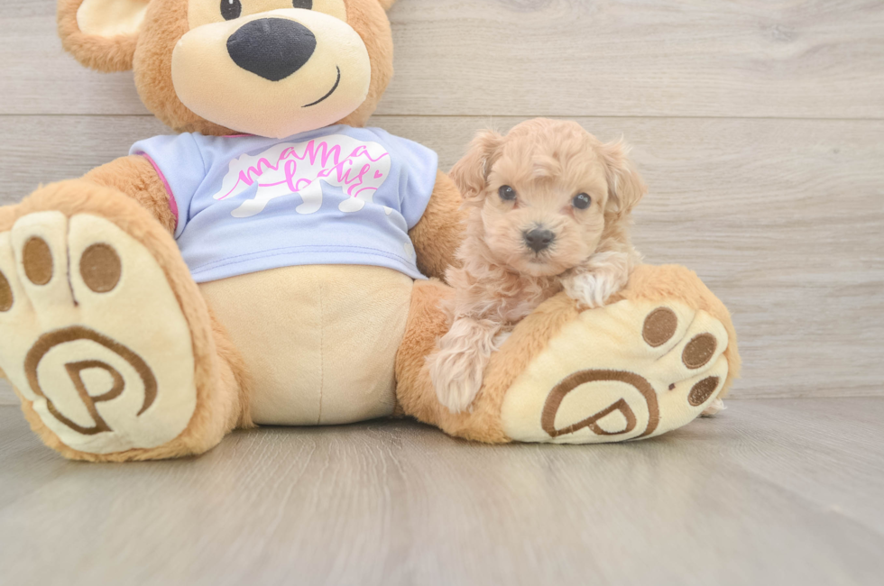 6 week old Maltipoo Puppy For Sale - Premier Pups