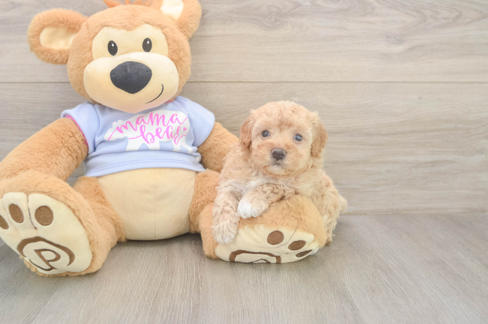 5 week old Maltipoo Puppy For Sale - Premier Pups