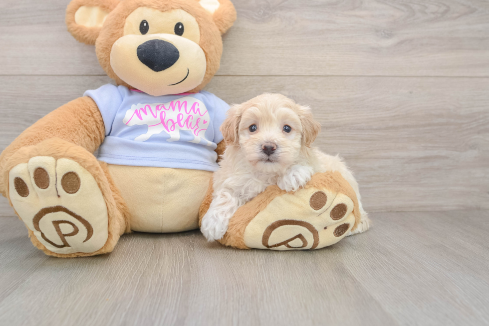 Happy Maltipoo Baby