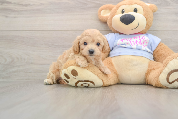 Hypoallergenic Malt a Poo Poodle Mix Puppy