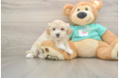 Maltipoo Pup Being Cute