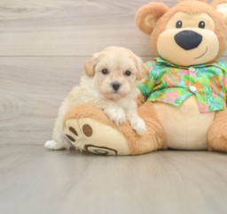 7 week old Maltipoo Puppy For Sale - Premier Pups