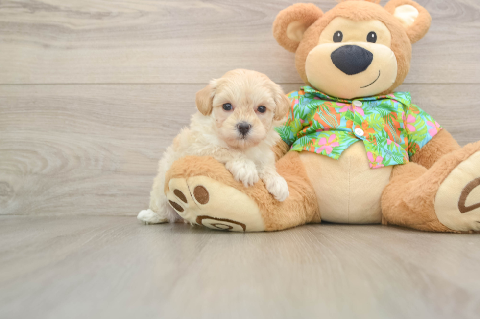 Playful Maltidoodle Poodle Mix Puppy