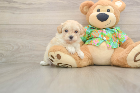 Playful Maltidoodle Poodle Mix Puppy