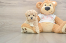 Playful Malt Oodle Poodle Mix Puppy