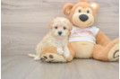 Best Maltipoo Baby