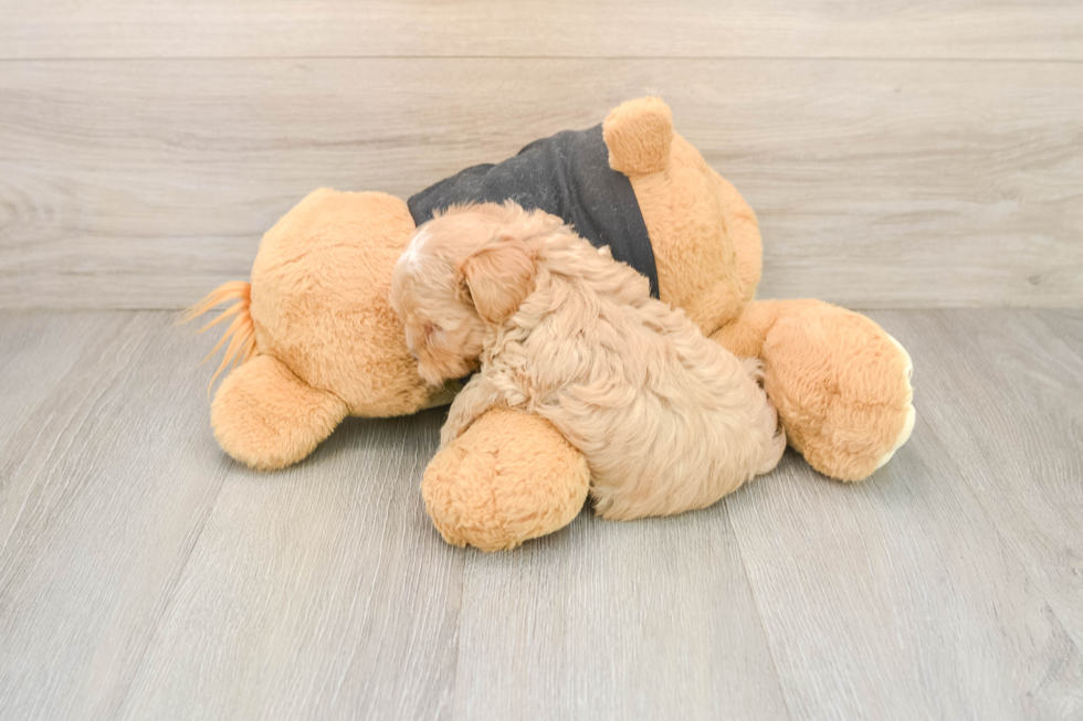 Best Maltipoo Baby