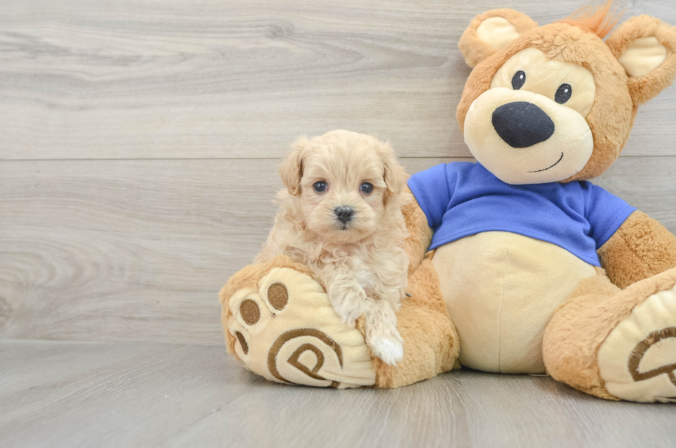 6 week old Maltipoo Puppy For Sale - Premier Pups