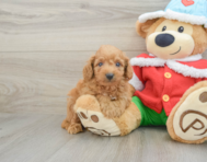 8 week old Maltipoo Puppy For Sale - Premier Pups