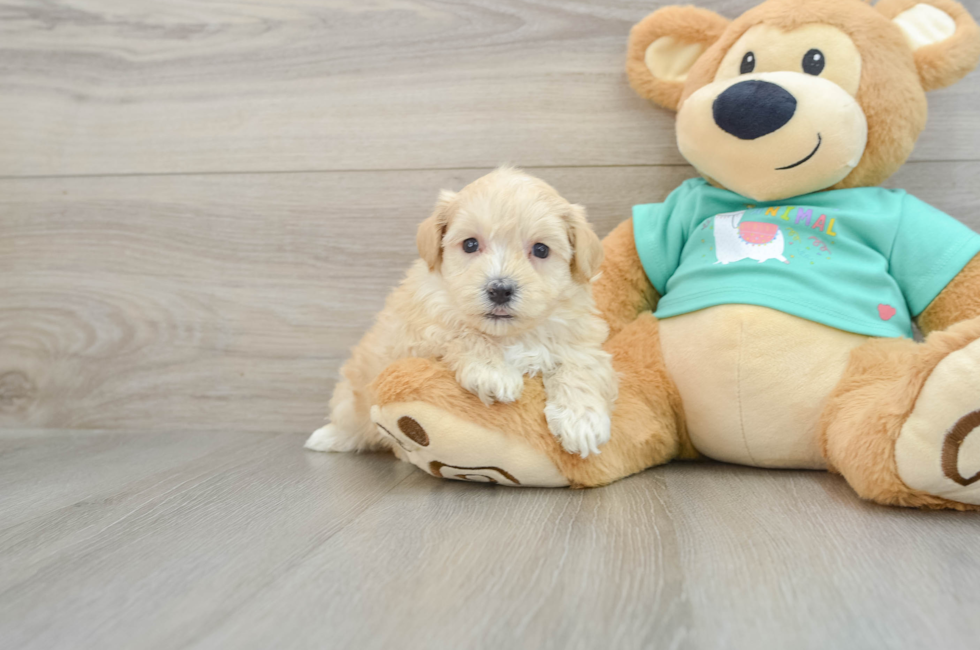 7 week old Maltipoo Puppy For Sale - Premier Pups