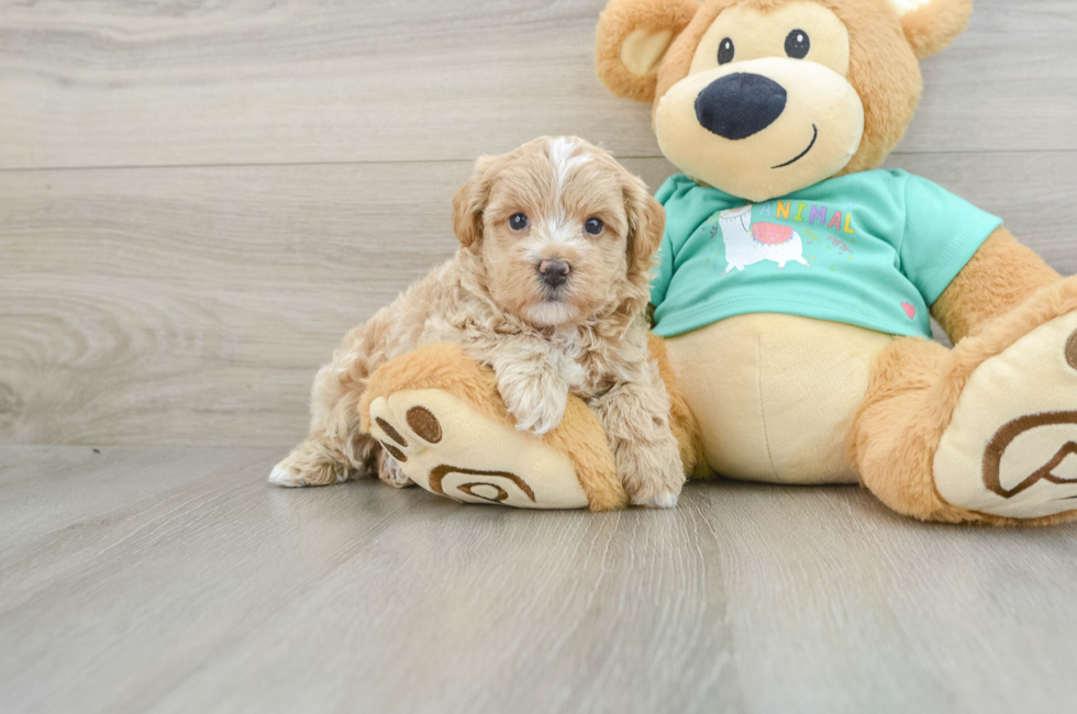 6 week old Maltipoo Puppy For Sale - Premier Pups