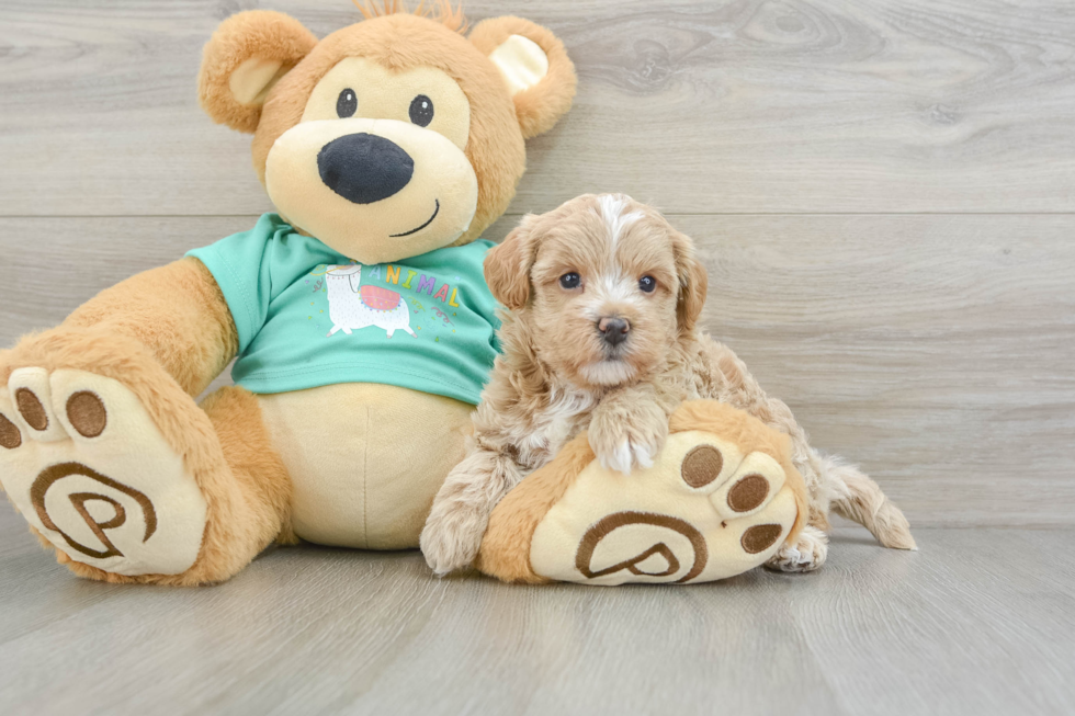 Maltipoo Pup Being Cute